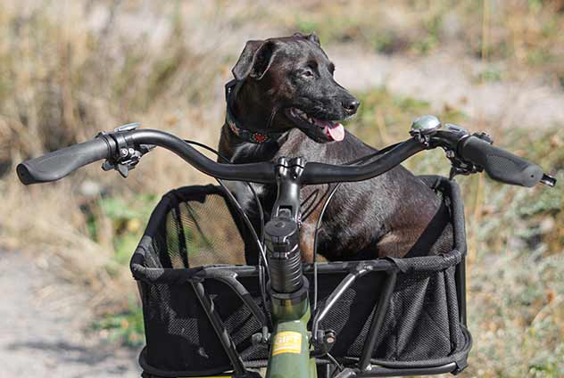 Yuba Transportrad mit Hundekorb