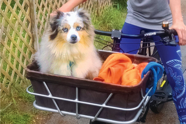 Yuba Cargo Bike with Dog Basket